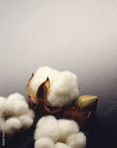 Fotografie Cotton Bolls