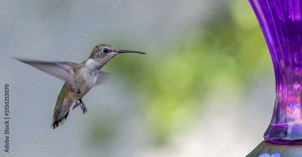 Fotografie Ruby-throated Hummingbird Hovering in Flight with Wings Spread