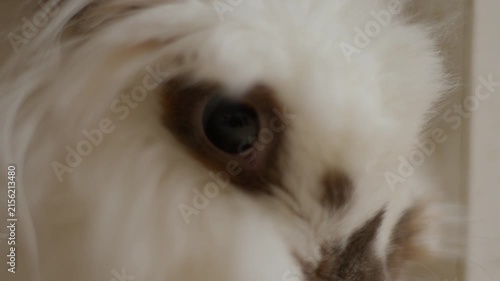 Soft white fur surrounds large, dark, curious eyes. Gentle gaze meets the camera with quiet innocence. Perfect for cozy pet scenes or animal close-ups. Pure white fur frames expressive, dark eyes