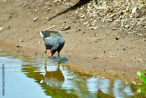 PALOMAS BEBIENDO AGUA EN UNA CHARCA
