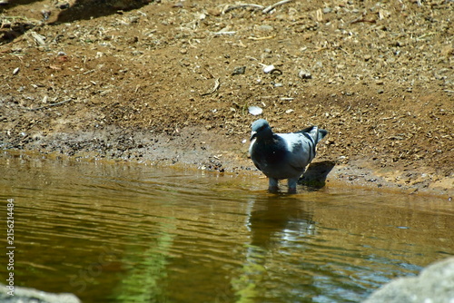 PALOMAS BEBIENDO AGUA EN UNA CHARCA