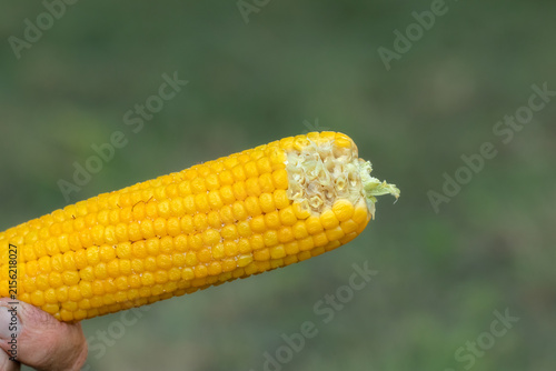 Obraz na plátne Boiled sweet corn close up, sprinkled with salt and ready to eat.