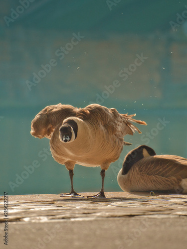 Foto Canada Goose Shaking Feathers by the Waterfront