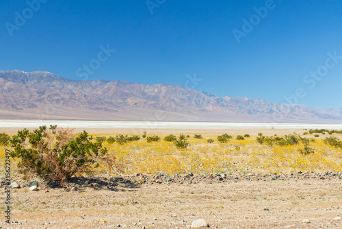 Yellow blooming wildflowers at Salt Flats at Badwater Basin in Death Valley National Park, Death Valley, California