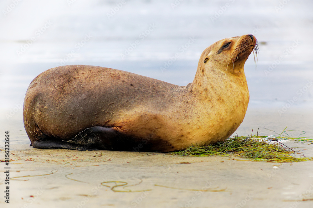 Fototapeta premium California Sea Lion Resting on a Sandy Beach