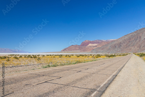 Yellow blooming wildflowers along Badwater Road in Death Valley National Park, Death