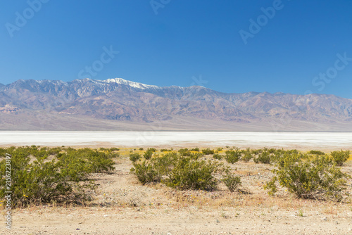Yellow blooming wildflowers at Salt Flats at Badwater Basin in Death Valley National Park, Death Valley, California