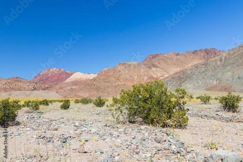 Yellow blooming wildflowers in Death Valley National Park, Death