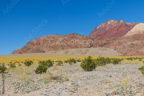 Yellow blooming wildflowers in Death Valley National Park, Death