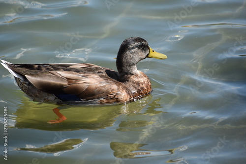 Фотография Mallard ducks waddling in a pond in Washington D