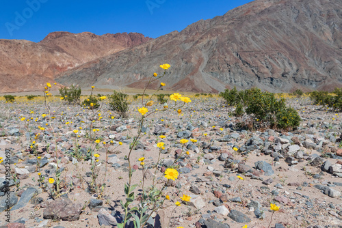 Desert sunflowers closeup in Badwater Basin at Death Valley National Park, California