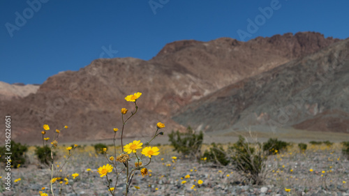 Desert sunflowers closeup in Badwater Basin at Death Valley National Park, California