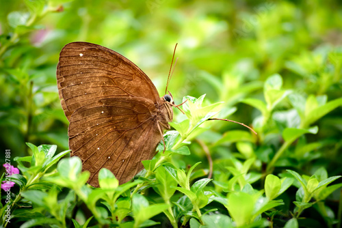 Foto Brown Butterfly perched in green plants