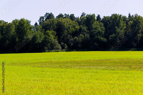 Bild auf Leinwand Vibrant green meadow stretching towards a dense forest edge under a bright sunny