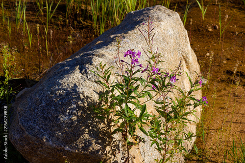 Foto Vibrant purple willowherb flowers blooming beside a large weathered granite boul