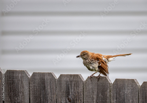 Obraz na płótnie Brown Thrasher Perched on Wooden Fence with Insect in Bill