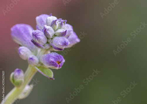 Purple Salvia Flower Buds Macro with Soft Bokeh Background
