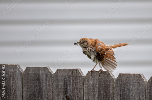 Brown Thrasher Perched on Wooden Fence with Insect in Bill