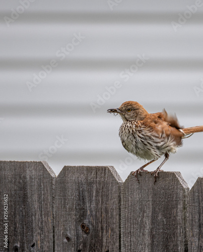 Brown Thrasher Perched on Wooden Fence with Insect in Bill