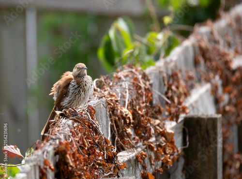 Brown Thrasher Perched on Wooden Fence