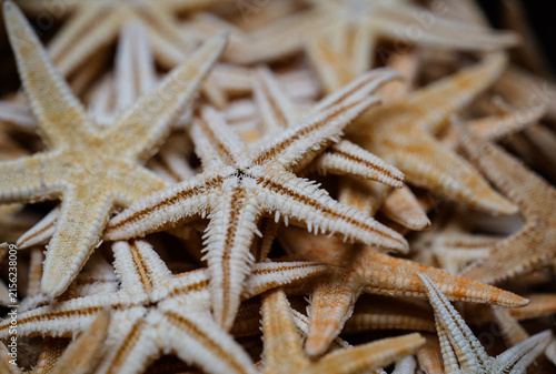 Obraz na plátne Close-up of a pile of starfish