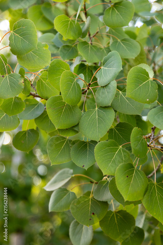 birch tree leaves in summer