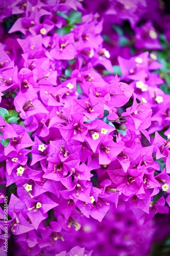 Close-up shot of rich purple bougainvillea flowers blooming densely in bright natural sunlight. Perfect for floral backgrounds, nature lovers, gardening themes, and tropical summer designs.