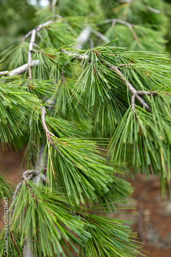 Eastern White Pine Tree Closeup