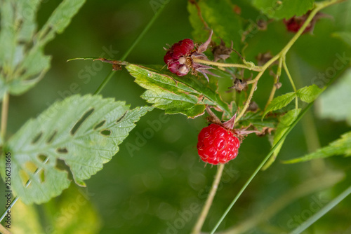 Wild raspberries