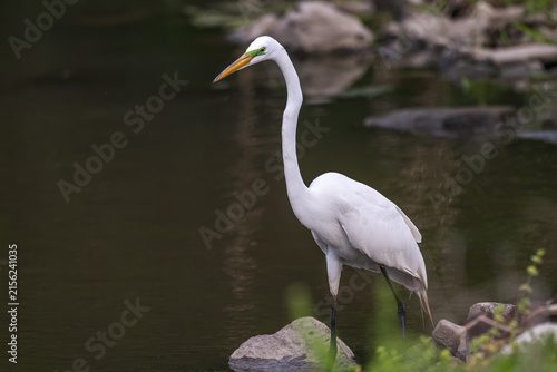 Fotografía Great egret walking on the shore of a lake.