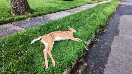 Canvas Print Small Fawn tragically killed by a car on the side of the road from a speeding ca