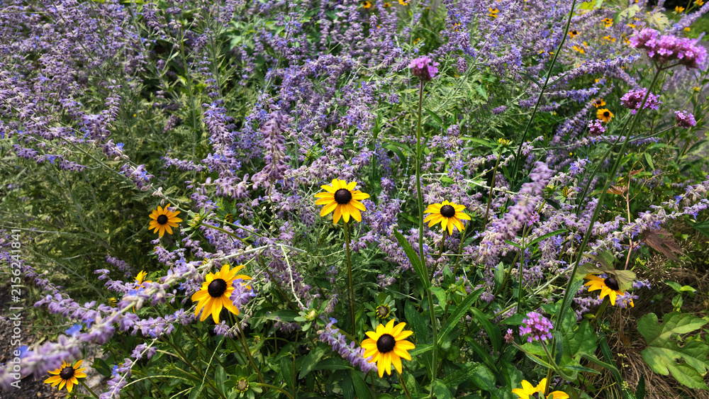 Obraz premium Lavender Flower Meadow in Bloom with Wild yellow Daisies and Chamomile on a Summer Day