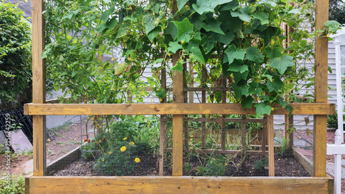 Home created outdoor garden with fencing protection to deter animals and a variety of vegetables and herbs growing.