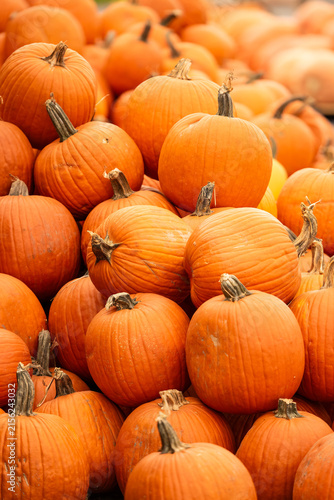 Pile of Fresh Orange Pumpkins on a Farm Field in Autumn, Seasonal Fall Harvest Crop for Halloween, Thanksgiving, Food, Decoration, and Agricultural Market Produce