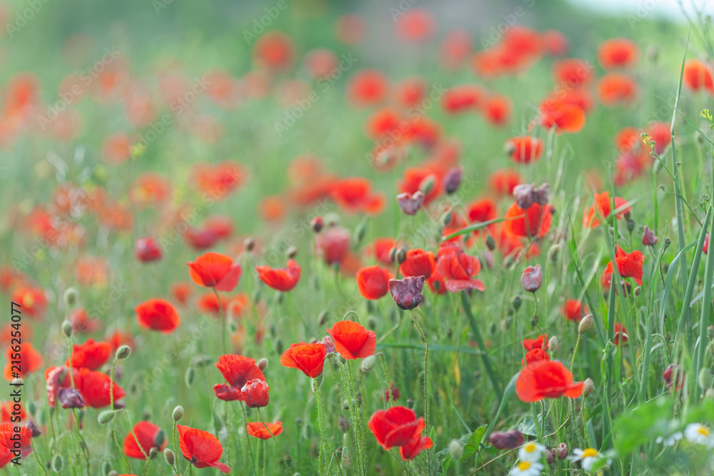 Naklejka premium Field of vibrant red poppies