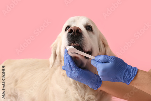 Female hands in medical glo...