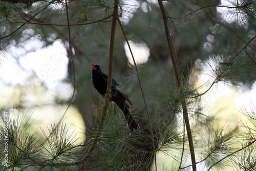 Fotografía Black bulbul perched on a pine tree branch in Taiwan