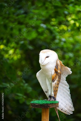 Płomykówka zwyczajna (Tyto alba) stojąca na drewnianym pniaku pokrytym sztuczną trawą. Charakterystyczna nocna sowa o jasnej, sercowatej tarczy twarzowej.