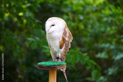 Płomykówka (Tyto alba) na drewnianym pniaku ze sztuczną trawą, ukazana w naturalnej pozycji siedzącej. Jasne upierzenie, sercowata tarcza twarzowa i charakterystyczna sylwetka typowa dla nocnych sów.