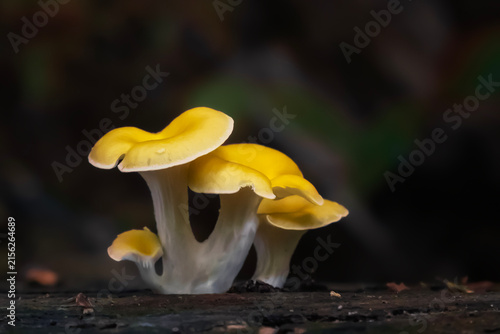 Golden oyster mushrooms on a log