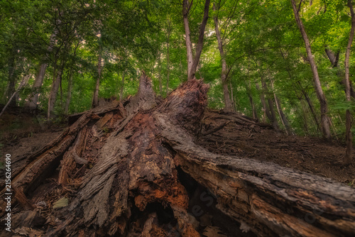 Fallen tree trunk on forest floor