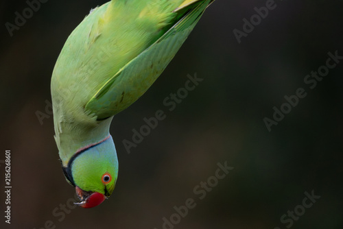 Green parakeet hanging upside down with bright red beak and blue neck ring