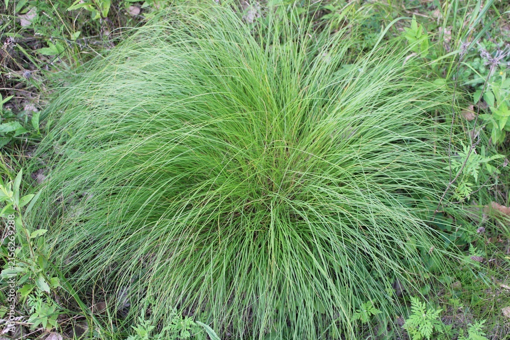 Fototapeta premium Large prairie dropseed clump from above at Linne Woods in Morton Grove, Illinois
