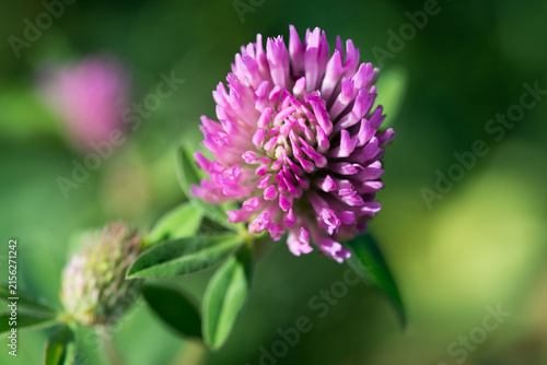 red clover
Trifolium pratense flower closeup selective focus