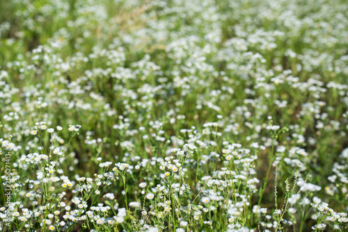 annual fleabane,
Erigeron annuus flowers closeup selective focus