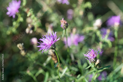 brown knapweed, Centaurea jacea, summer flowers closeup selective focus