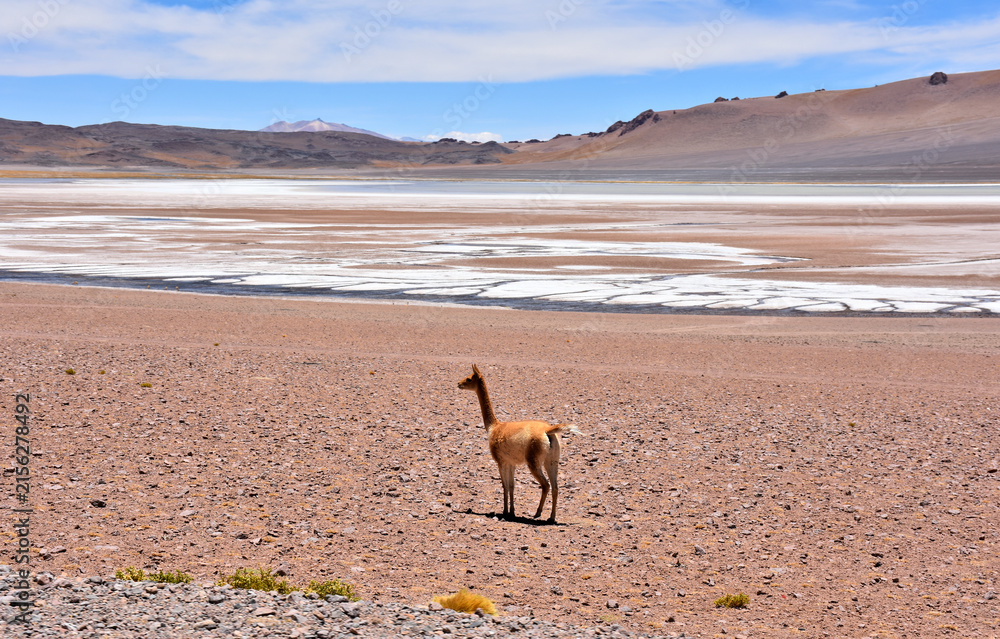 Naklejka premium Guanaco under the scorching sun in Atacama Desert. Chile.