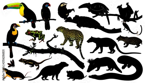 Silhouettes of various birds in flight formation.