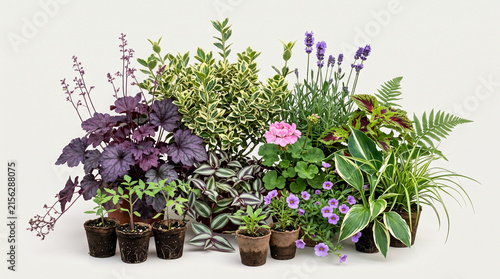 Fresh Garden Plants and Colorful Flowers in Pots Isolated on White Background