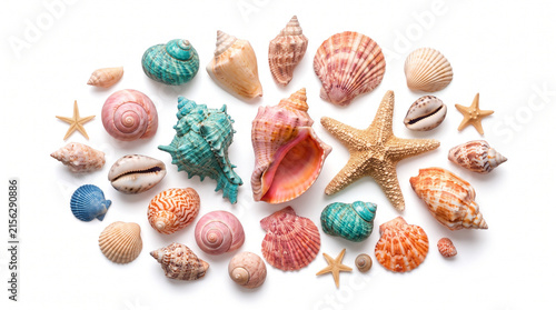 Collection of Various Seashells and Starfish Isolated on White Background